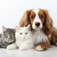 Grupo de pet WhatsApp