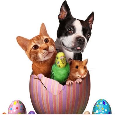 Grupo dos pets