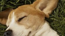 Grupo online de pet WhatsApp