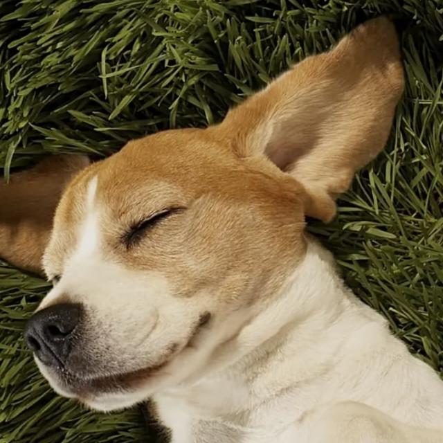 Grupo online de pet WhatsApp