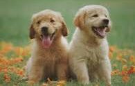 Grupo de pet online WhatsApp