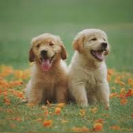 Grupo de pet online WhatsApp