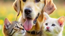 Grupo de pets WhatsApp