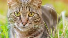 Grupo de gatoso fofos