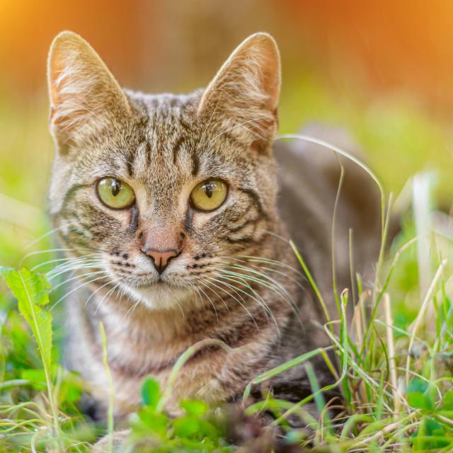 Grupo de gatoso fofos