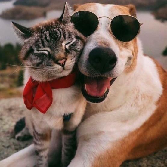 Grupo de Pets WhatsApp 2025