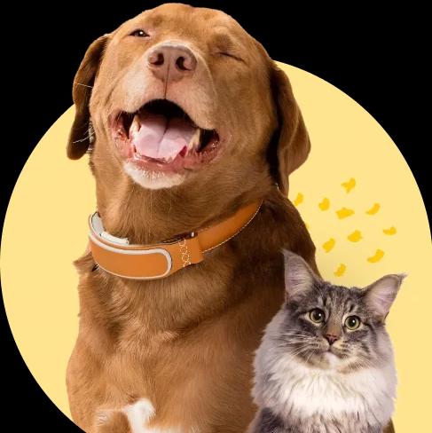 Grupo de pets WhatsApp