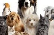 Grupo de pet online