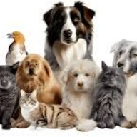 Grupo de pet online