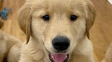 Grupo de Pet WhatsApp