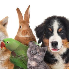 Grupo de animais