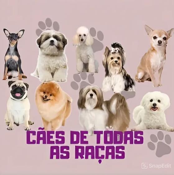Grupo de Pet WhatsApp