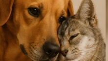 Adoro Pets