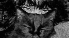 Fãs de gatos pretos