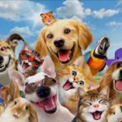 Grupo de Pets WhatsApp