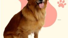 Grupo para pet WhatsApp