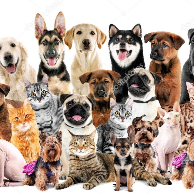 Grupo de Pets whatsapp