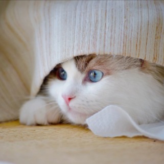 Grupo de whatsapp de pets 2025