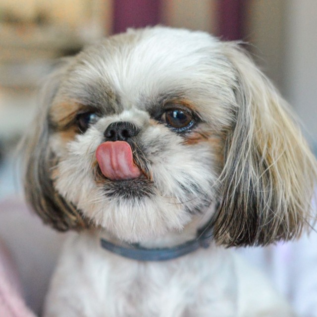 Shih-Tzu e outros Pets - Goiás