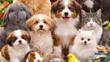 Grupo de Pet WhatsApp
