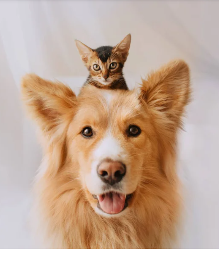 Grupo para Pets
