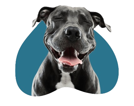 Grupo de pet WhatsApp