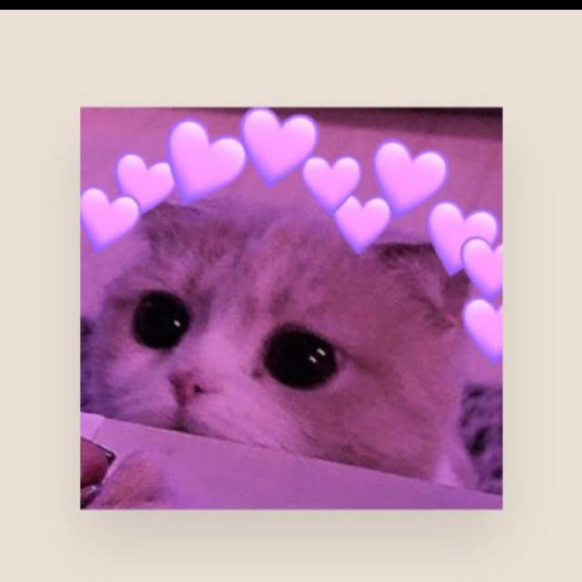 Figurinhas fofas de gatos para WhatsApp