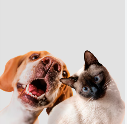 Grupo de pet
