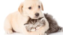 Grupo Pets