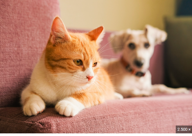 Grupo de pet WhatsApp