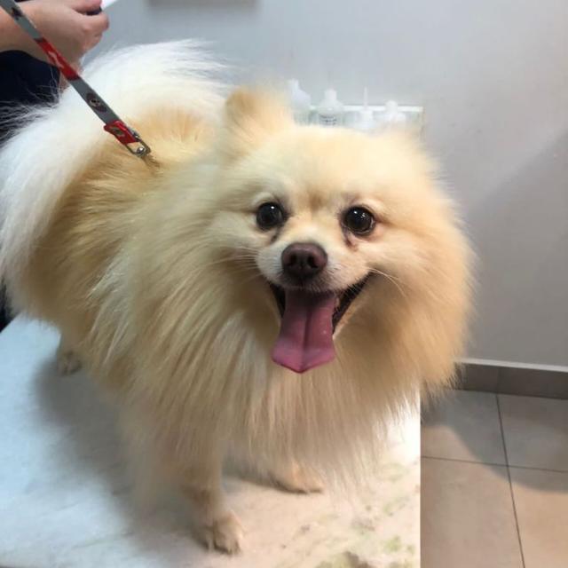 Grupo para Pets WhatsApp