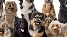 Grupo de pet WhatsApp