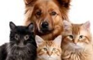 Grupo de whatsapp pets
