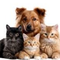 Grupo de whatsapp pets