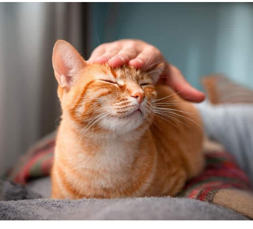 Grupo de WhatsApp animais