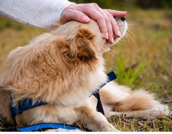 Pais e mães de pets