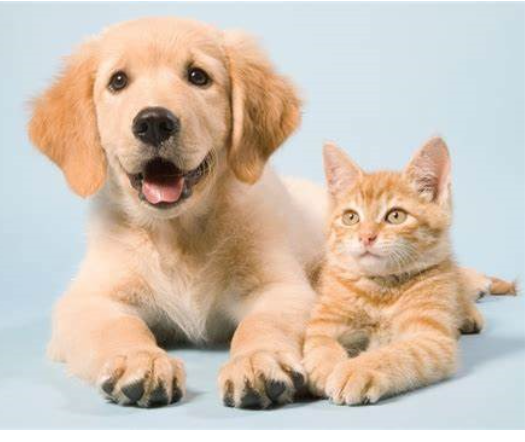 Grupo de pets WhatsApp