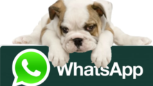 Grupo de pet WhatsApp
