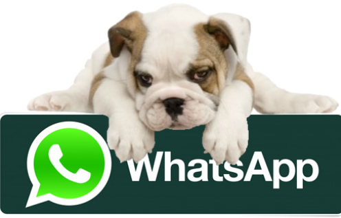 Grupo de pet WhatsApp