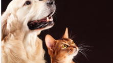Grupo Pet